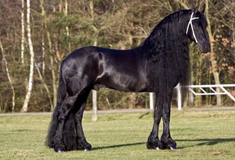 Beart 411 - 2006 Champion Stallion